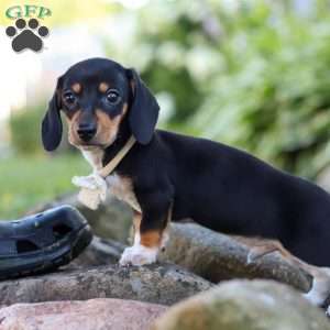 Duke, Dachshund Puppy